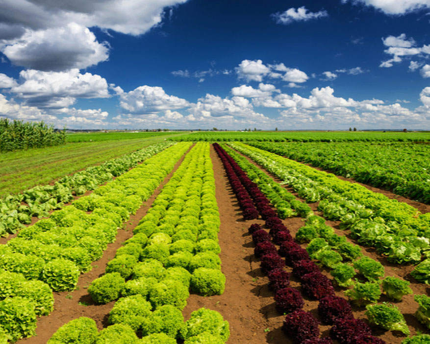 Agricultural & Processed Food